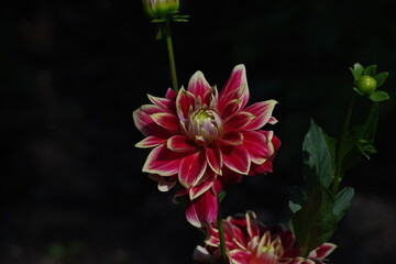 Kwiaty parków i ogrodów Grnieżnik jajowaty rodzina orchidei