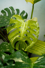 close up of Monstera Thai constellation leaves, swiss cheese plants, variegated indoor plants, tropical garden © lacastudio