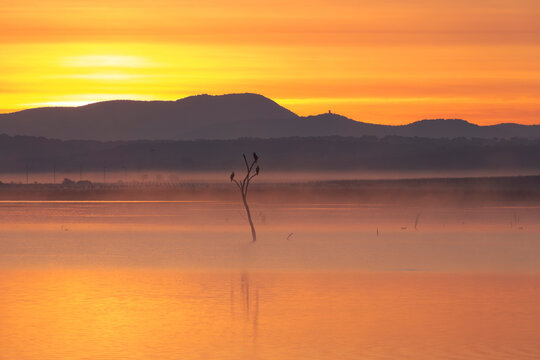 birds alone tree river sunset
