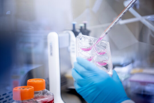 Scientist pipette pink fluid into trays at a biotech lab under a