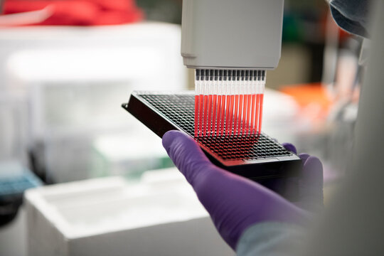 Scientist using multi pipette red fluid into trays at a biotech