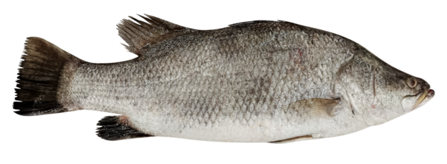 Giant sea perch fish