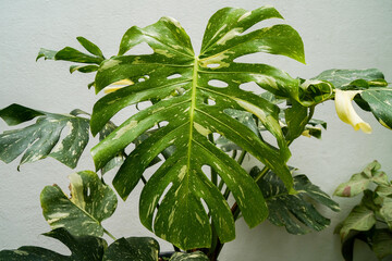 close up of Monstera Thai constellation leaves, swiss cheese plants, variegated indoor plants, tropical garden