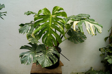 close up of Monstera Thai constellation leaves, swiss cheese plants, variegated indoor plants, tropical garden © lacastudio