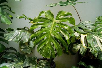 close up of Monstera Thai constellation leaves, swiss cheese plants, variegated indoor plants,...