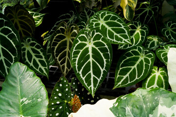varieties of Anthurium crystallinum leaves, dark green leaves with silver stripes, indoor plants, tropical garden foliage