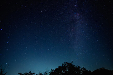 夜空の星々：木々のシルエットと満天の星