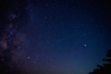 夜空の星々：木々のシルエットと満天の星