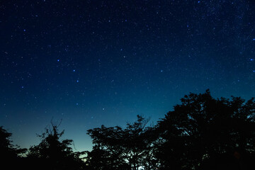 夜空の星々：木々のシルエットと満天の星