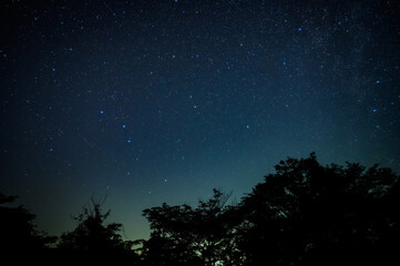 夜空の星々：木々のシルエットと満天の星