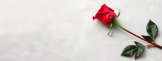  Red rose with green leaves against a white backdrop - text/name space available