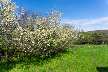 Blooming bushes with white flowers on a grassy meadow. Clear blue sky with clouds