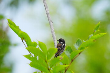 枝に止まるノビタキの幼鳥
