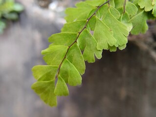 Bessonia tenerum adiantum plant in green color with blur background