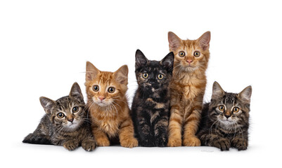 Colorful litter of 5 house cat kittens, laying and sitting beside each other on perfect row. All looking towards camera. Isolated on a white background.