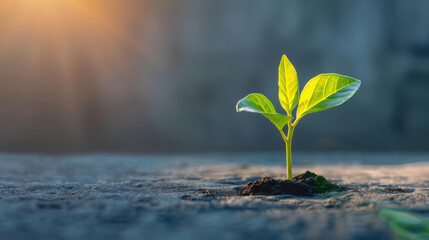 Discover how CSR enhances community welfare and drives positive change through corporate engagement and ethical practices.