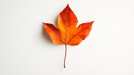 Single Orange Maple Leaf on a White Background