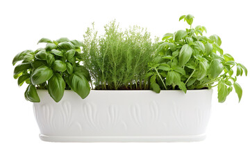 Naklejka premium Lush Basil And Thyme Arrangement In A White Window Box In Bright Natural Light on Transparent PNG Background..