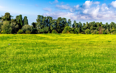 spring green valley with yellow flower field on foreground and beautiful mountains with blue amazing sky on background