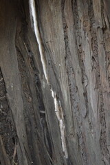 ancient wood texture