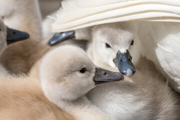 Young swans under the protection of an adult