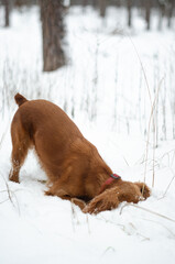 A red cocker spaniel in the winter forest