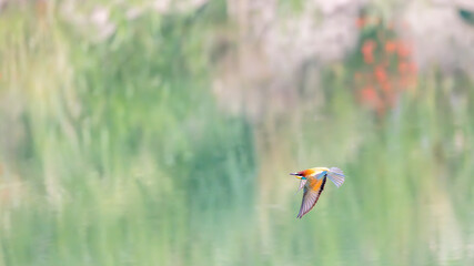  European bee-eaters hunting above a lake in Provence, France