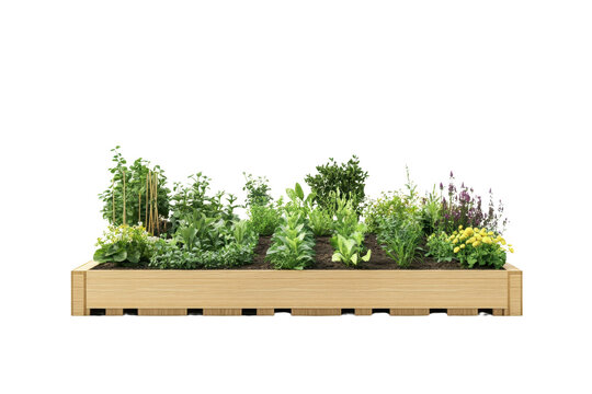 Elevated wooden garden bed filled with various vibrant green and purple herbs and plants, isolated on a transparent background.