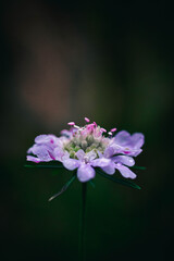 Makro Blume bl&uuml;hend