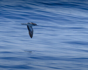 streaked shearwater オオミズナギドリ