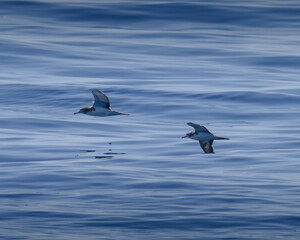 streaked shearwater オオミズナギドリ