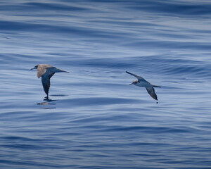streaked shearwater オオミズナギドリ
