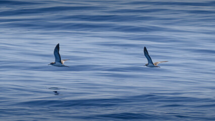 Fototapeta premium streaked shearwater オオミズナギドリ