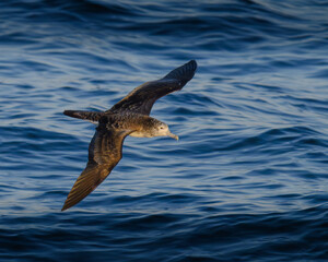 streaked shearwater オオミズナギドリ