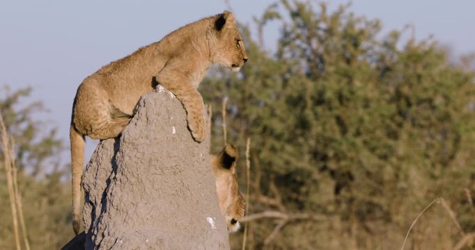 Close-up. Cute young lion cub sitting ontop of a termite mound, mother in background