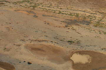 Pelicans arrive at the flooded Kati Thanda - Lake Eyre, South Australia, Australia.