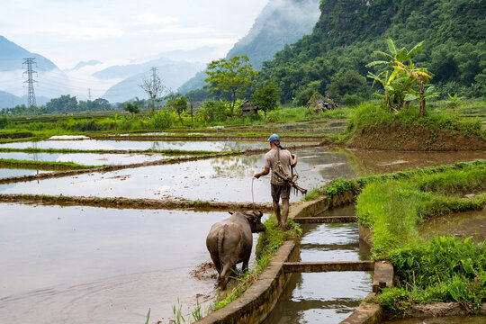 Buffle d'eau et son ma&icirc;tre au travail dans les rizi&egrave;res pr&egrave;s de Mai Chau