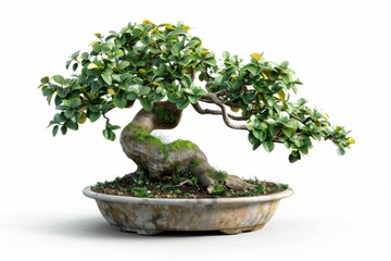 Bonsai in Flowerpot Closeup, Bonsai Macro House Plant in Flowerpot on White Background