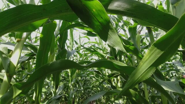 LOw panorama of  high green rows of  corn on farm corn plantation.