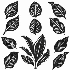 Obraz premium Dieffenbachia Pot Plant Icon Set, Dieffenbachia Black White Design, Abstract Dieffenbachia Symbol
