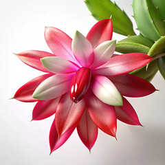 Fototapeta premium christmas cactus with white background