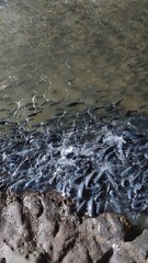 Thousands of wild koi fish in a cave in Thailand