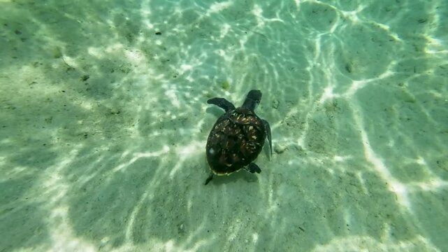Close up sea turttle swimm underwater caribbean sea, sandy bottom Los Roques Venezuela