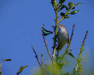 Pleske's grasshopper warbler ウチヤマセンニュウ