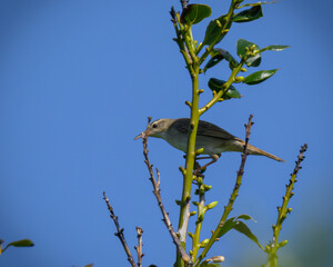 Pleske's grasshopper warbler ウチヤマセンニュウ