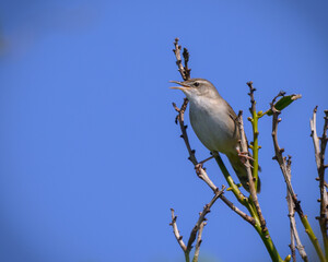 Pleske's grasshopper warbler ウチヤマセンニュウ
