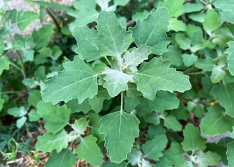 Garden orache growing in the garden