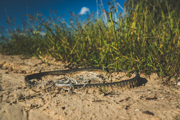 Garbage is lying on the road. The rubber, automobile belt lies on the road