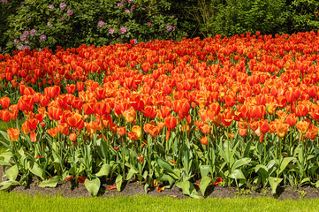 A bed of red and orange tulips in an early spring sun