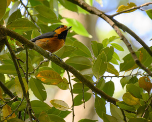 Owston's Tit 	オーストンヤマガラ